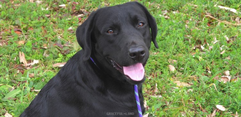 エルダー(英国ラブラドール) エルダー(英国ラブラドール)